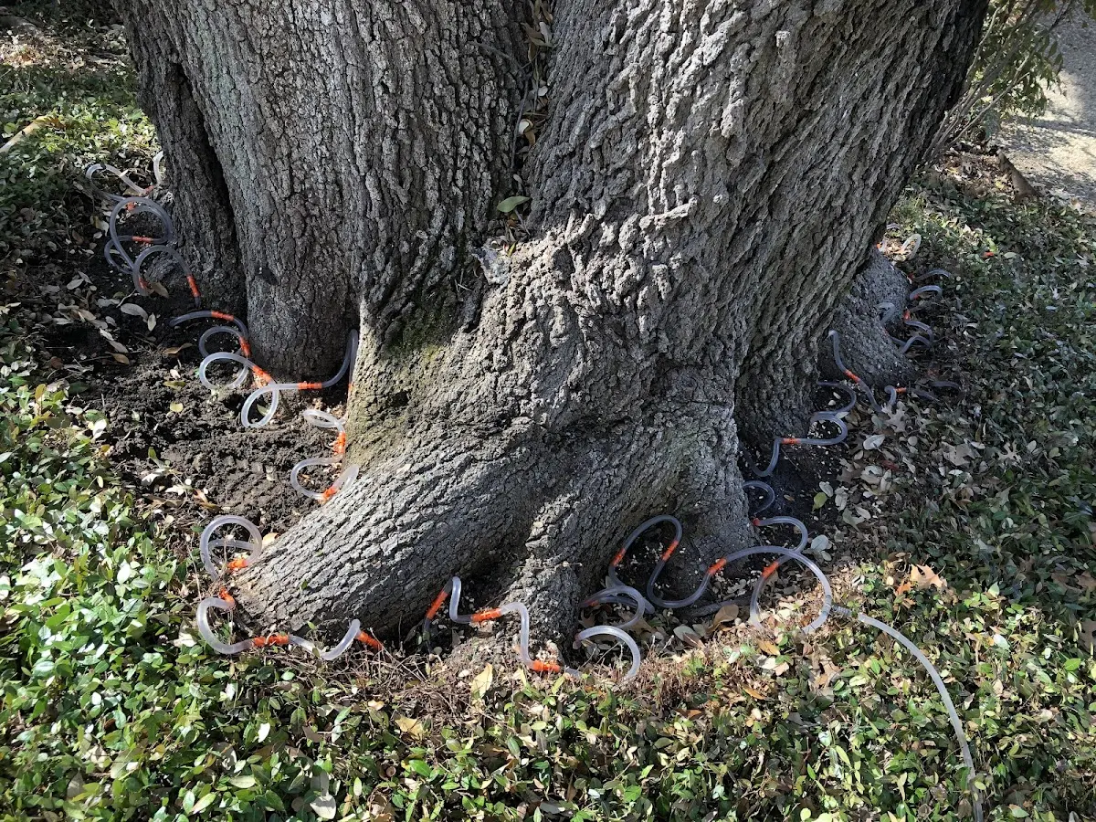 Detailed Tree Cabling and Bracing job site in Hammond