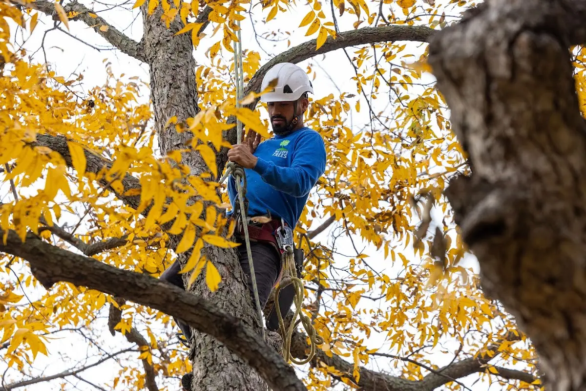 Skilled Tree Trimming crew working in Hammond